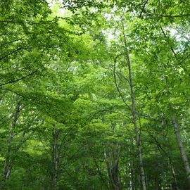Learning to be a Naturalist at Hubbard Brook